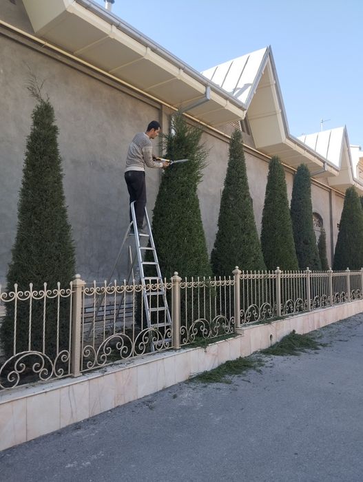 Archa kesish va gazon ekish lanshaft 20000 mingdan boshlab