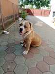 Mascul american bully un an