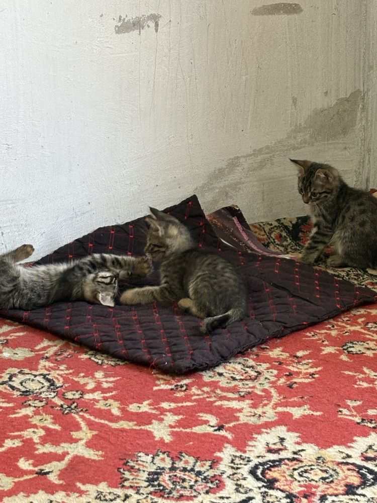 Мушук боласи, Мушу 3 та