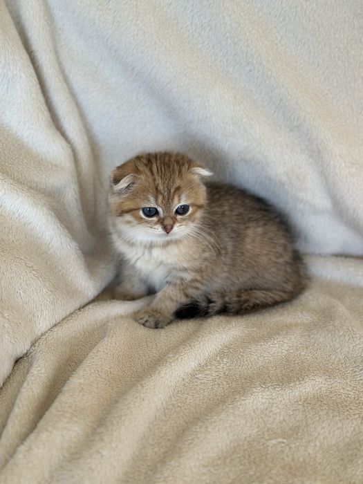 Коте Шотландска Женска Чинчила