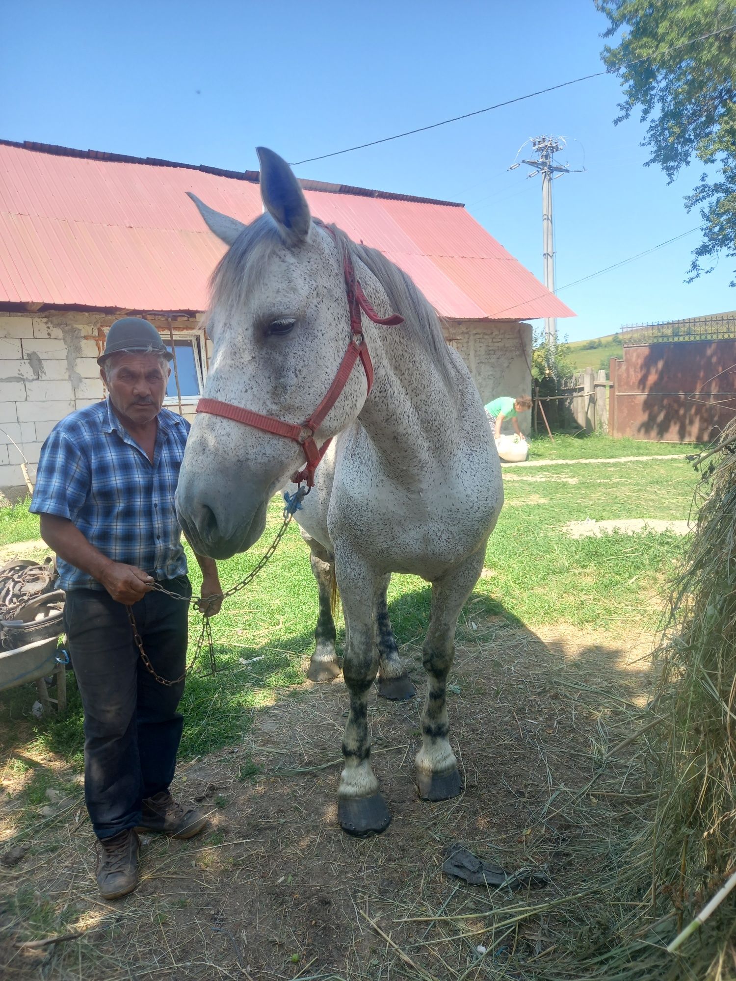 Vând mânz și iapa