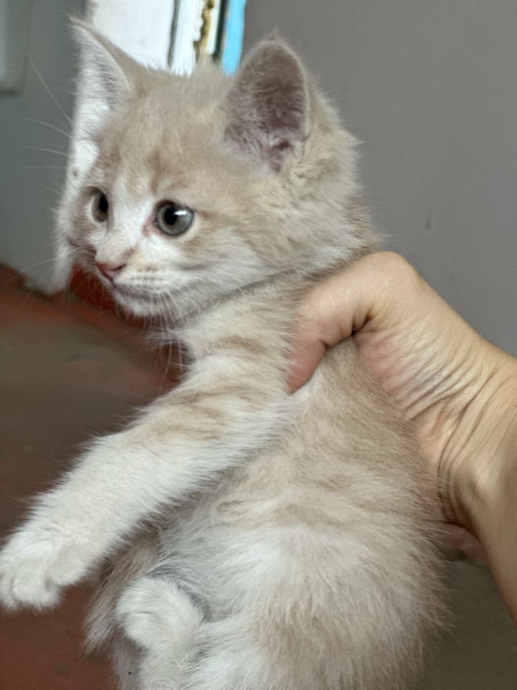 Отдам Котят бесплатно