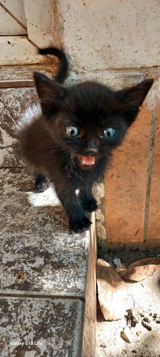 Donez pisici înțărcați