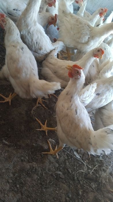 Ломан Сенди хурозлар сотилади  40та бор