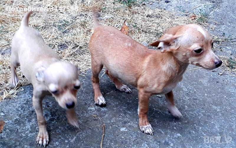 Продавам кученца, 5 месеца, мъжко и женско, Чихуахуа, 350 лв бройката