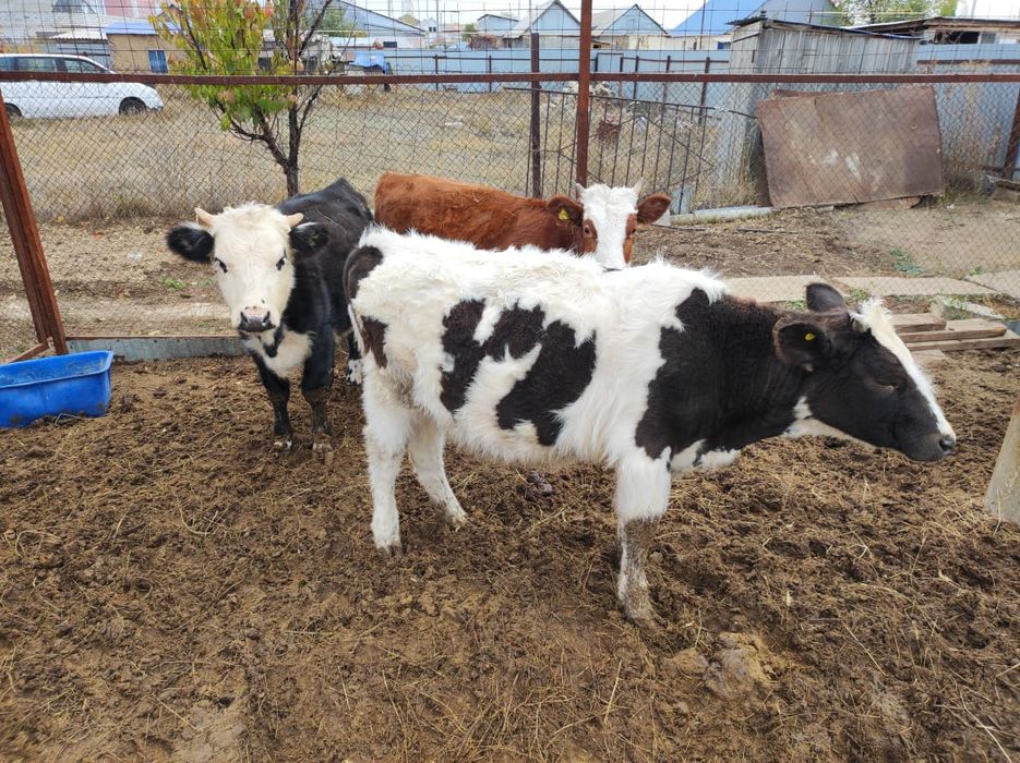 Продам крупных подрощенных телочек