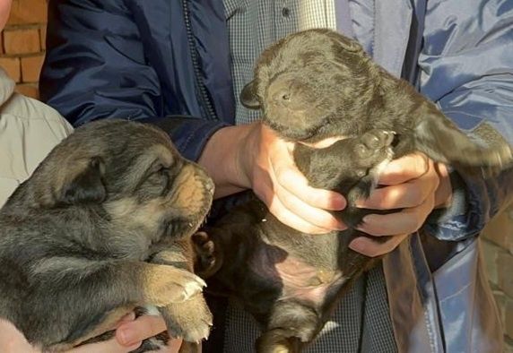 Предлагается щенки Восточно-европейской овчарки