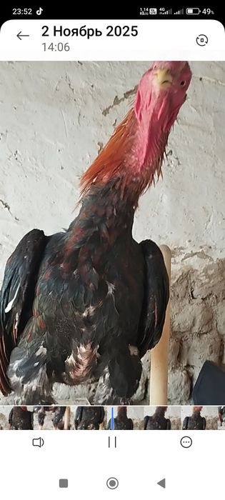 Сатлады срочна ..