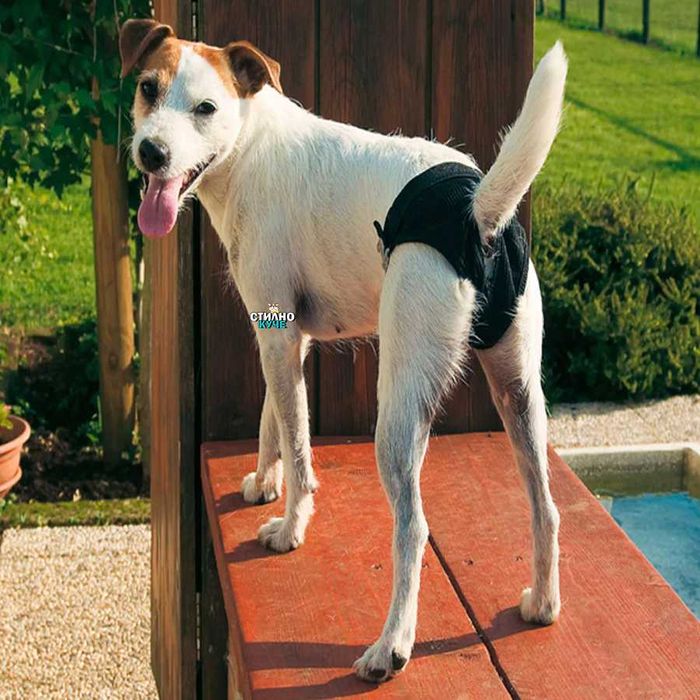 Хигиенни гащи за женски кучета Гащи за женско куче Кучешки гащи