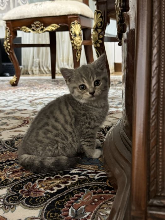 Шотландский страйт котятки