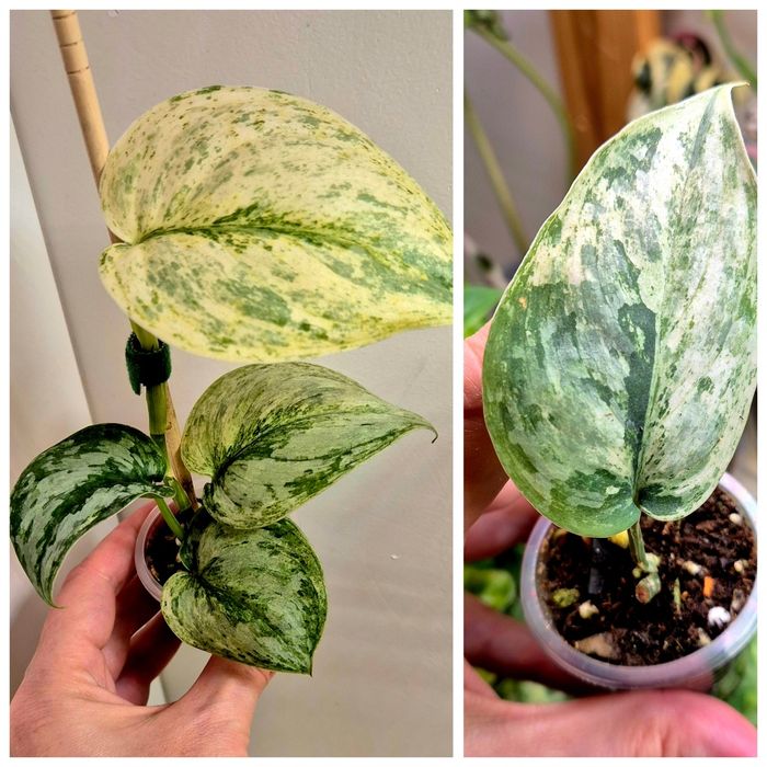 Сциндапсусы сортовые