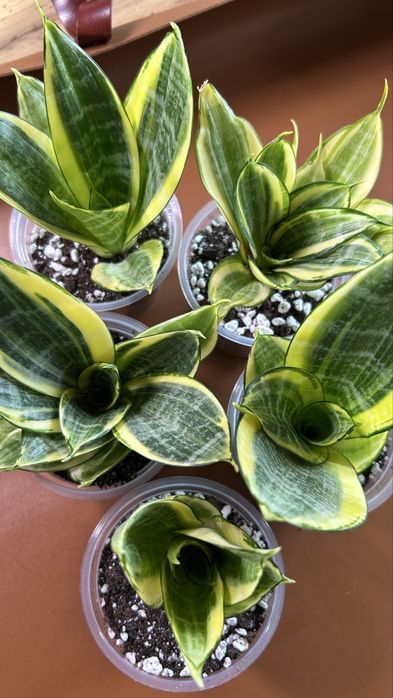 Сансевиерия голден ханни