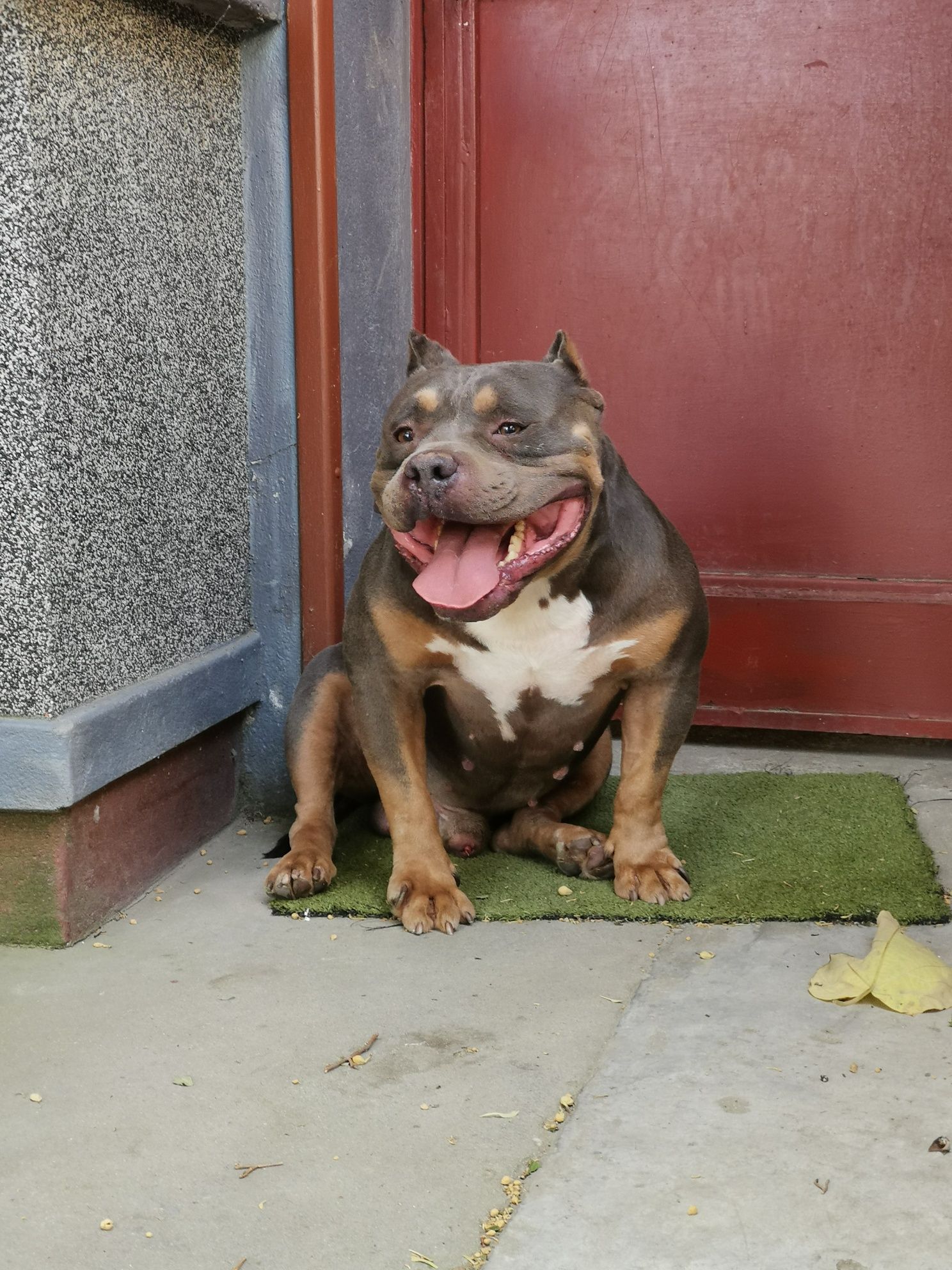 American bully Repro Top. Abkc