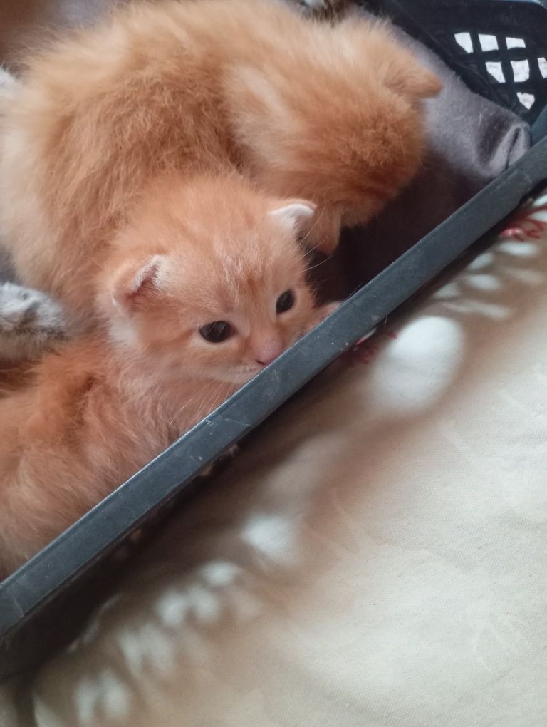 отдам рыжих котят