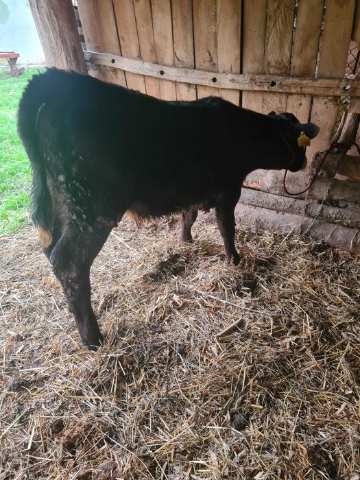 Vand vitel sugar angus