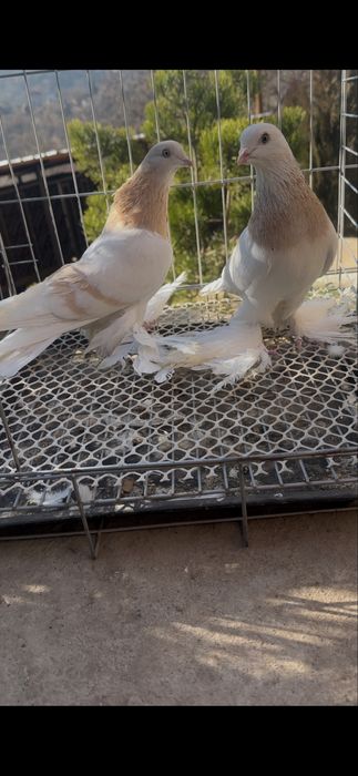 Продам домашних голубей