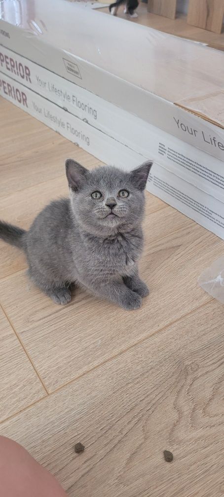 Pisici British Shorthair