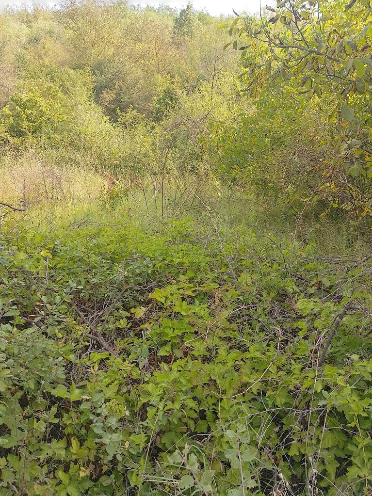 Продава се Парцел в Разград, Промишлена зона - Запад - 907 кв.м за 3 €/кв.м - Снимка #1