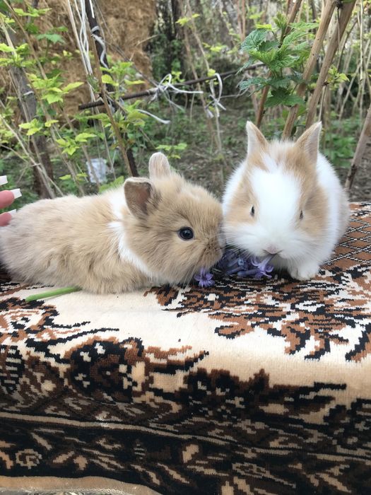 Кролики декоративные карликовые