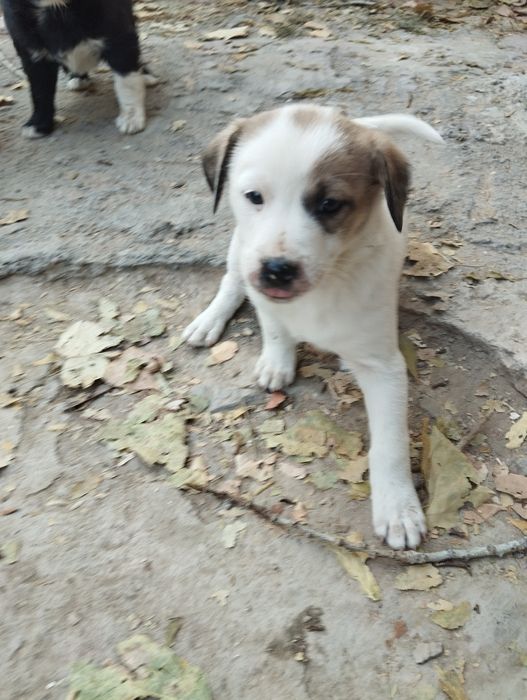 Щенки - девочки , отдам бесплатно в добрые руки