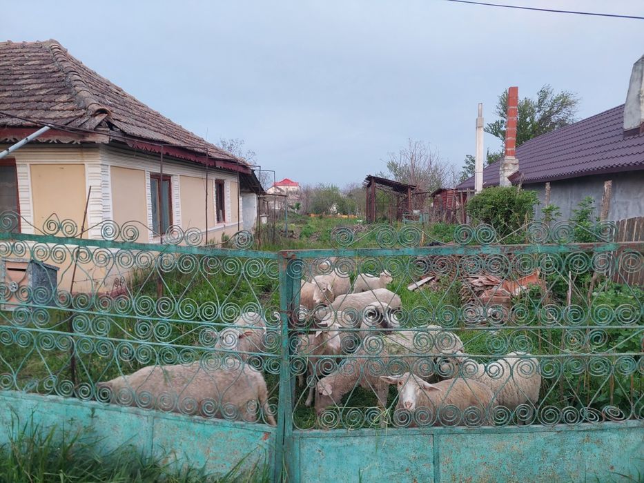 Oi tinere și cârlani de pastrama