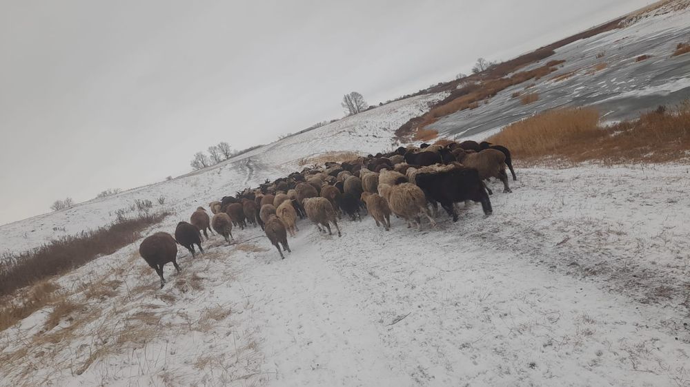 Продам баранов 20 голов