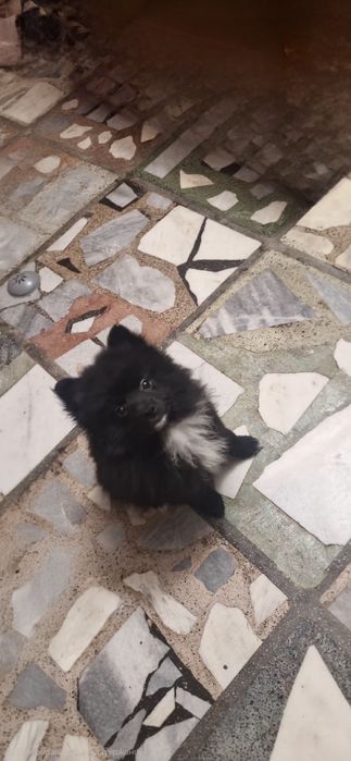 Мини шпиц/померан женски