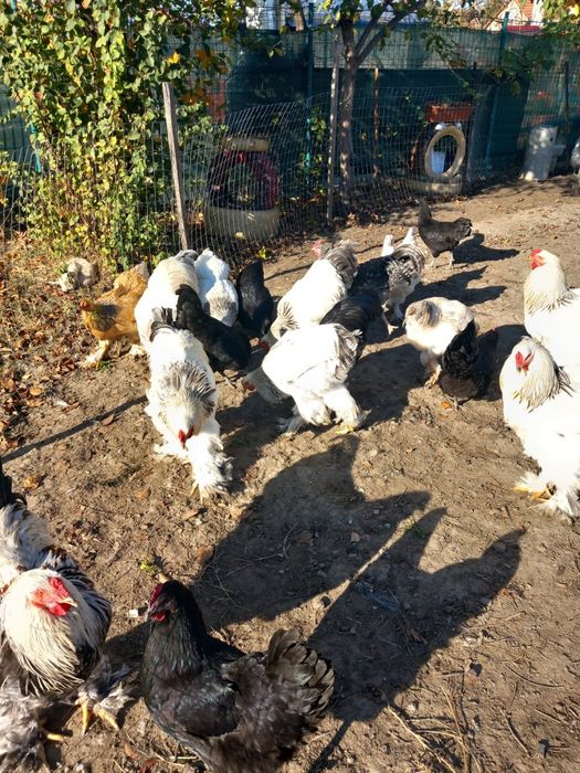 Vând cocoși brahma și austalorp!