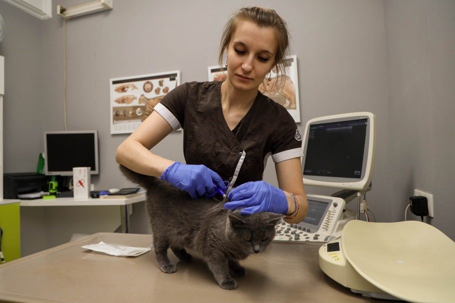 Ветеринарный врач на дом Вакцинация Ветеринар выезд вызов усыпление