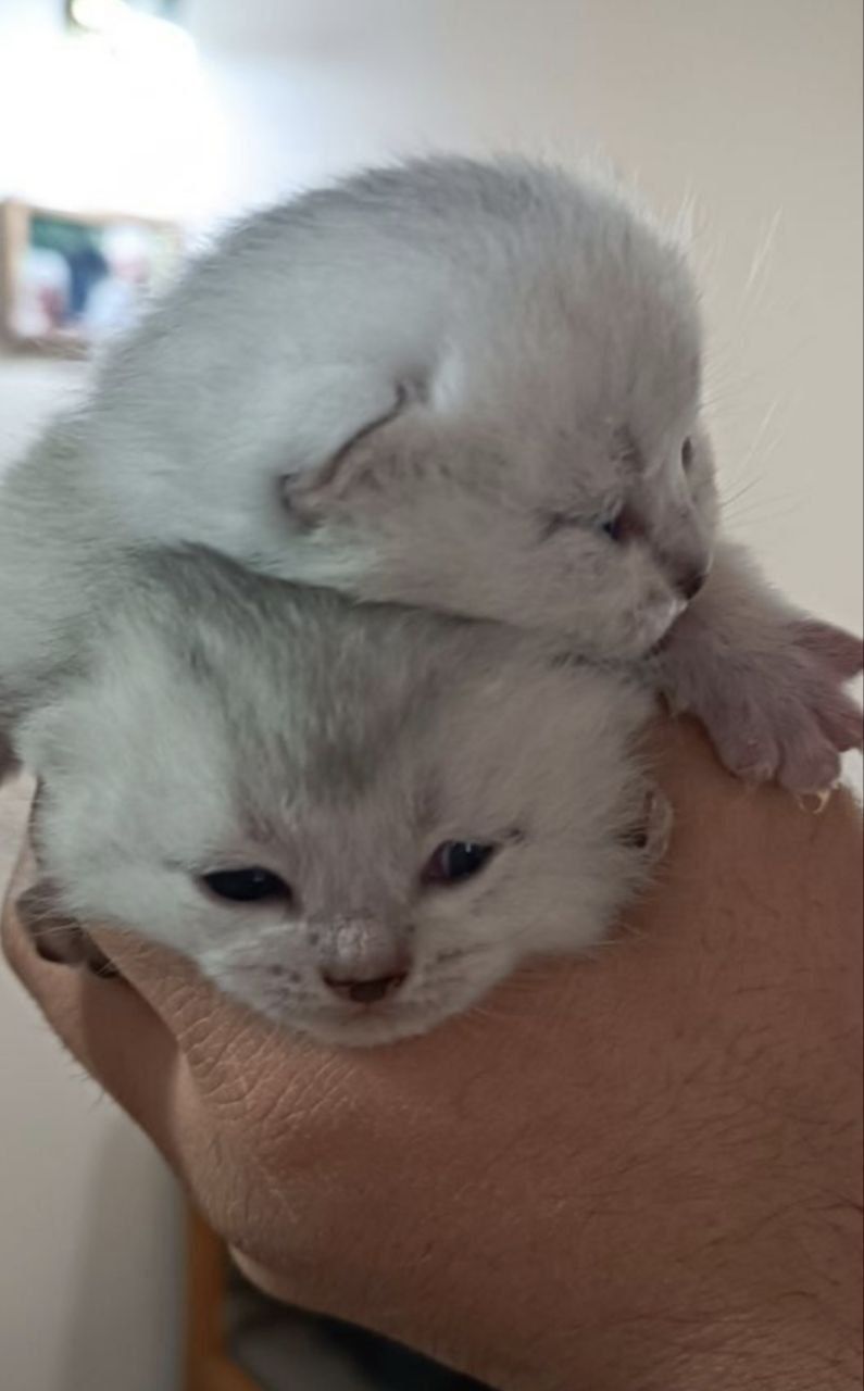Кот Филип вязка .