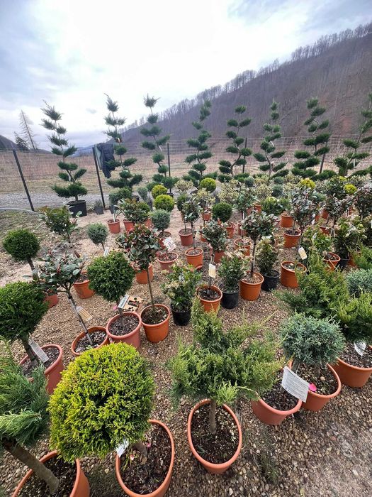 Plante ornamentale atractive pentru colțuri pline de viață