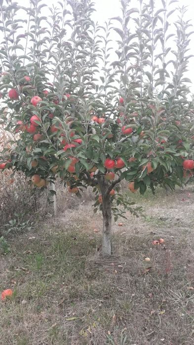 Mere de consum soiurile Florina starkinson idared