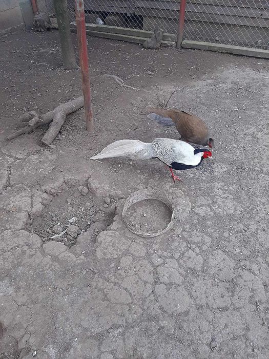 Pereche fazani aurii