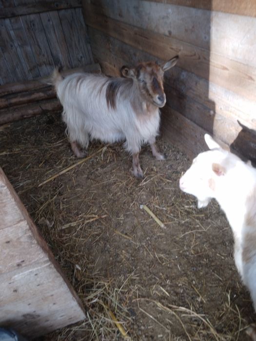 Vind capre sanen vind și iade și țapi