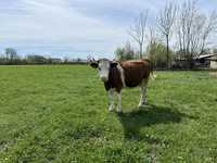 Vaca tanara Baltata Romaneasca