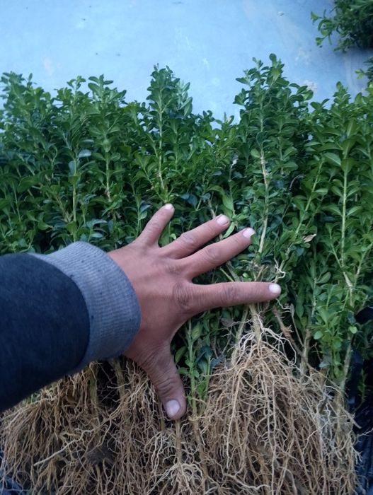 Majvenik stirchka spiral zaborni banzaylari bor chupachupis