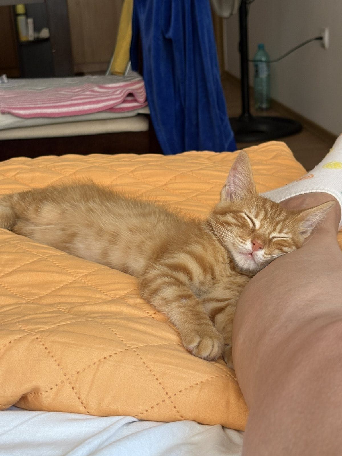 подаряват се котенца
