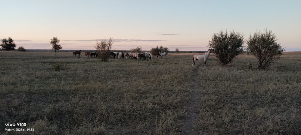 Продам жеребят апрель-май этого года