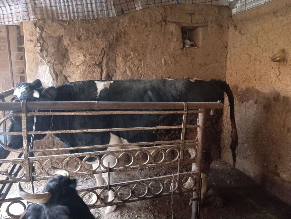 Buqa sotiladi yoshi 1,6 oyli