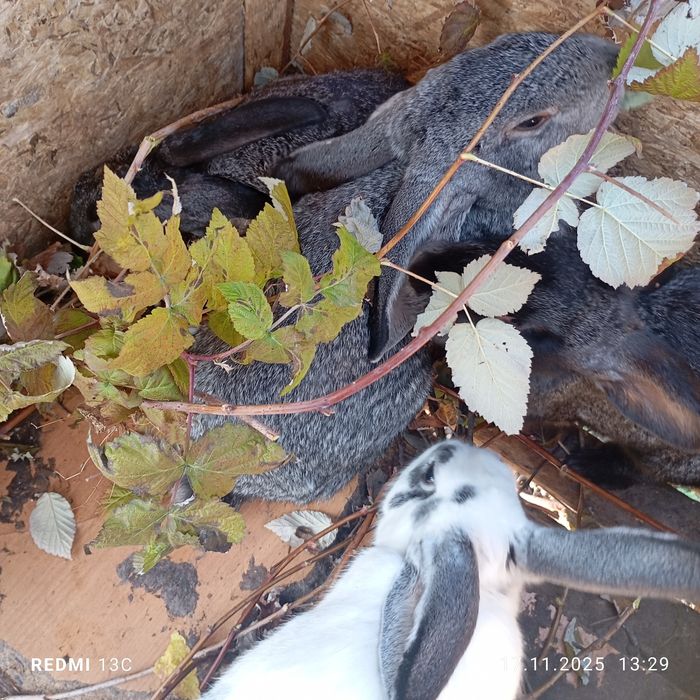 Срочно продам кроликов