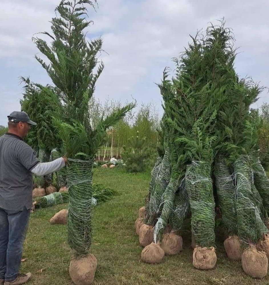 Vând plante ornamentale