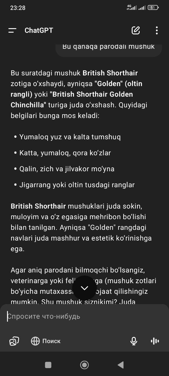 Britanskiy shinshila
