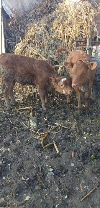 De vânzare vaca de 4 ani cu 2 viței tăurasi