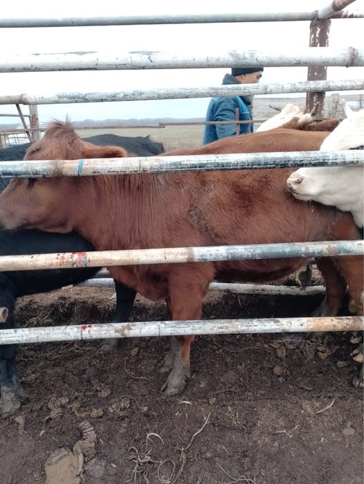 продаётся ангус карова