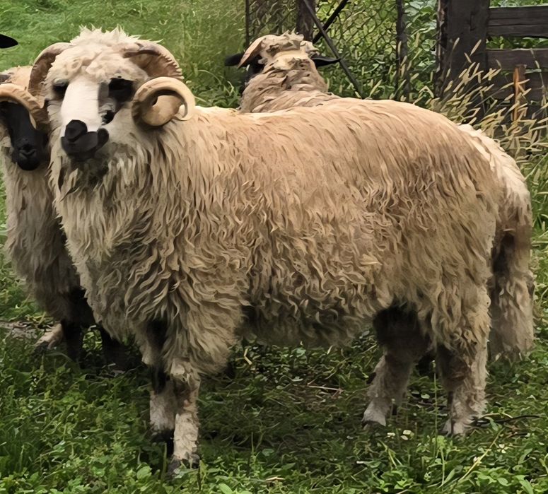 Vând Berbec                         .