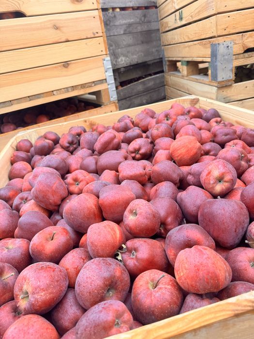 Vand mere calitatea 1