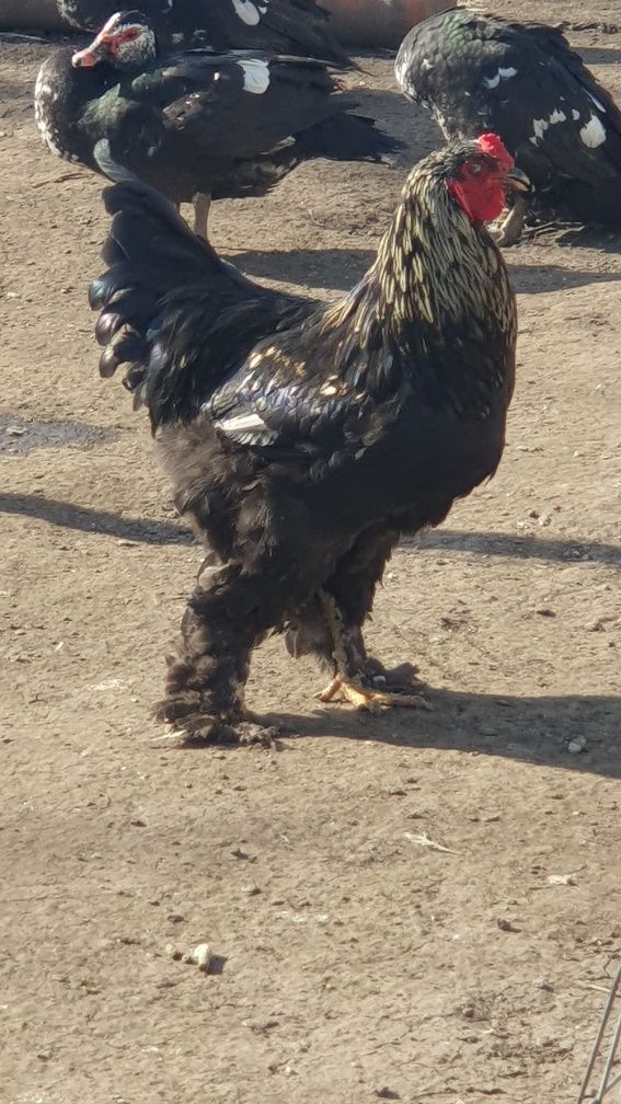 Cocosi de vanzare!