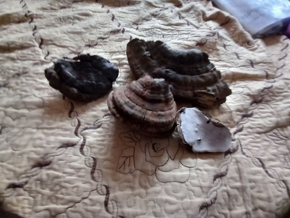 Ganoderma aplanatum