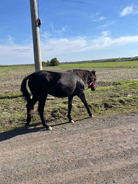 iapa de vânzare  mânză