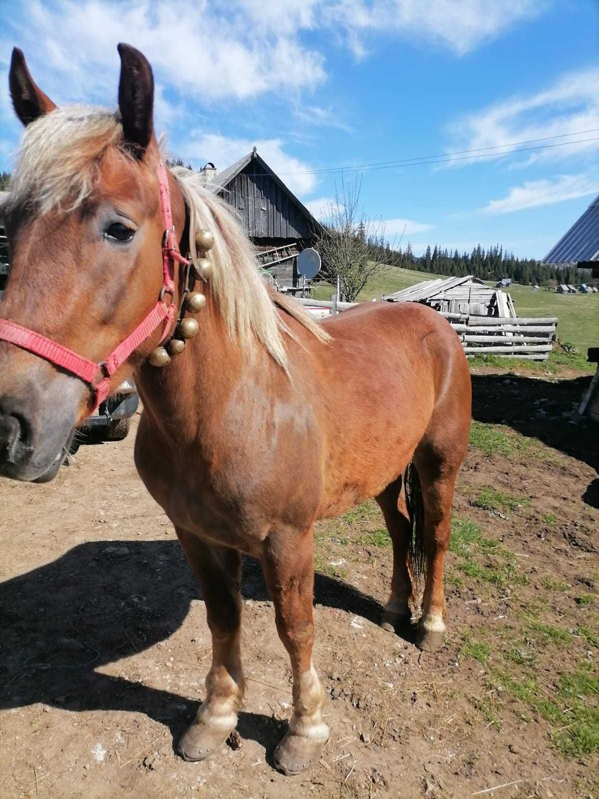 Vând manza de 2 ani jumate